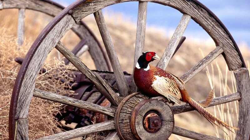 Pheasant on a wagon wheel