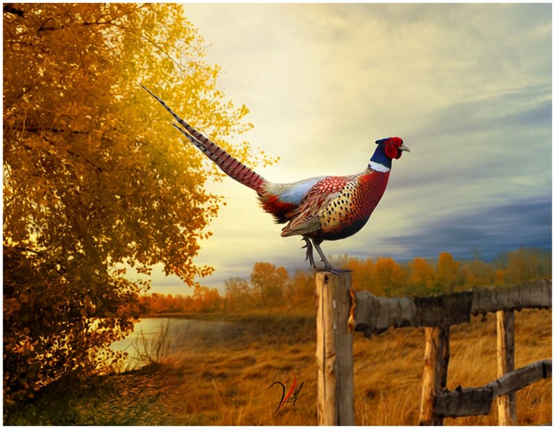 Pheasant on Fence