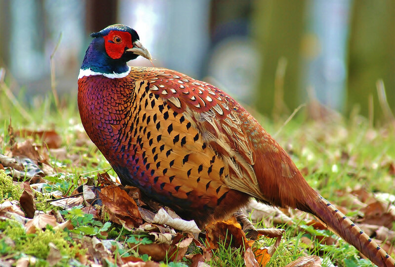 Pheasant on Forest Floor