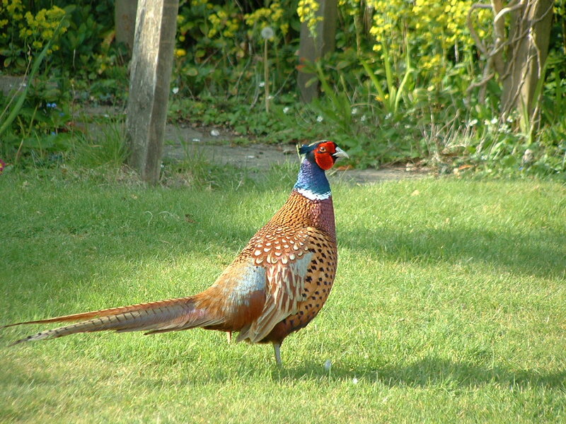 Pheasant on Grass
