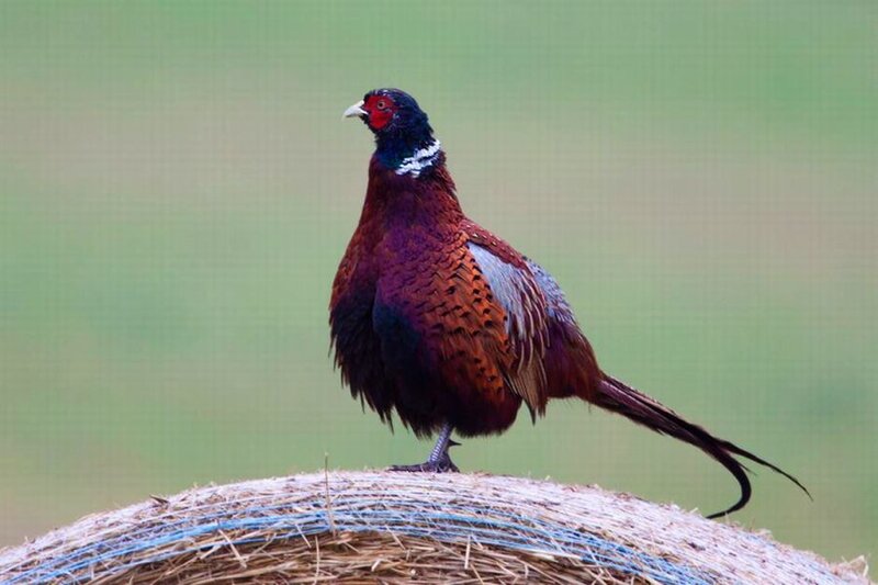 Pheasant on Hay Bale