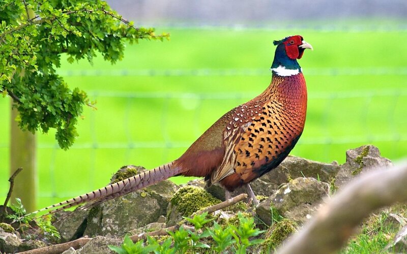 Pheasant on Rocks