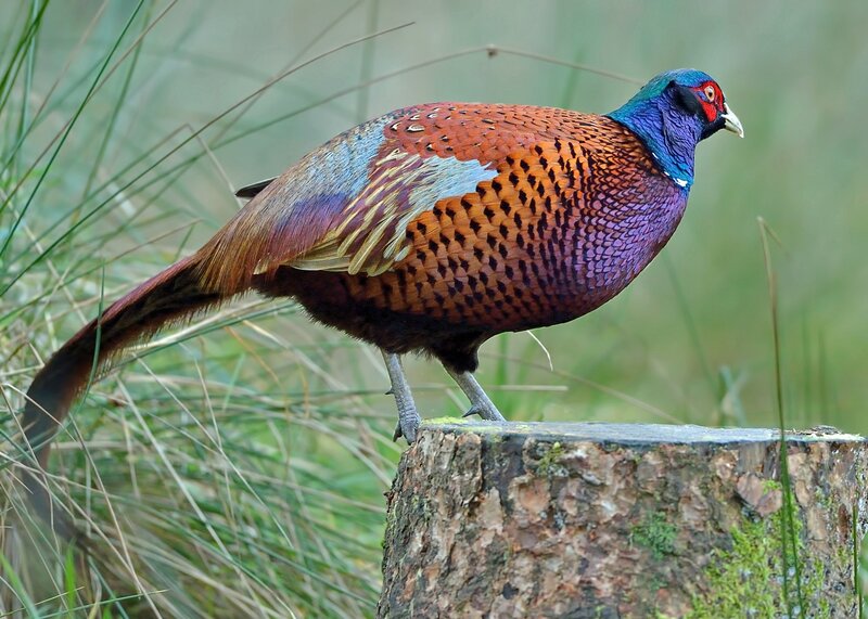 Pheasant on Tree Stump