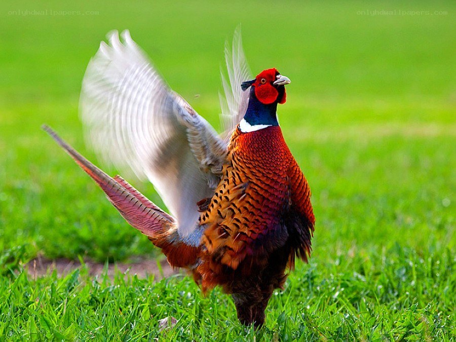 Pheasant spreading its wings
