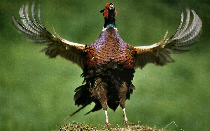 Pheasant with Spread Wings