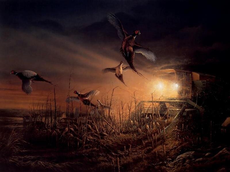 Pheasants flying from combine harvester