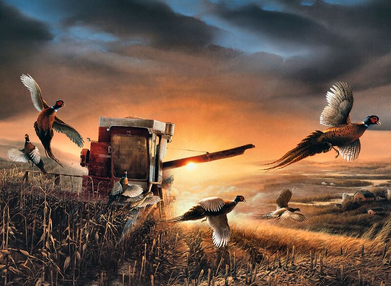 Pheasants Flying from Harvester