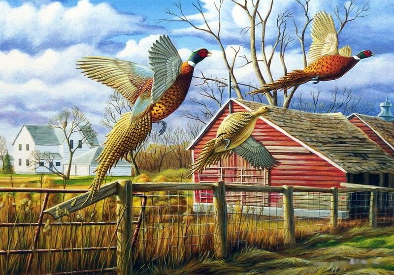 Pheasants Flying over Farm — Red