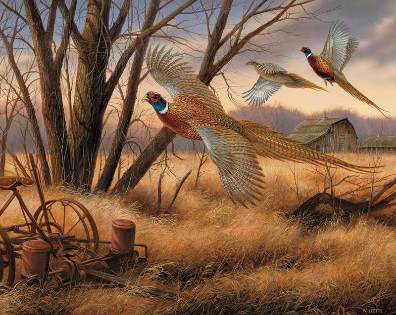 Pheasants Flying over Field