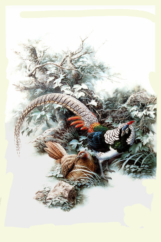 Pheasants in a forest