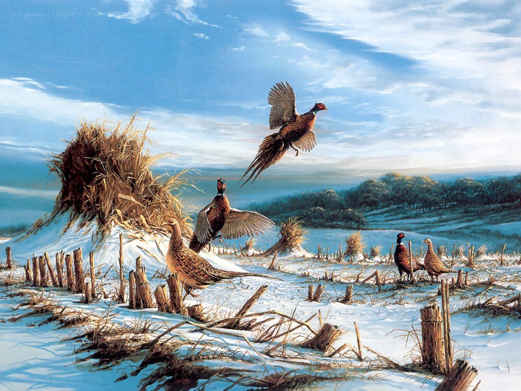 Pheasants in a snowy field