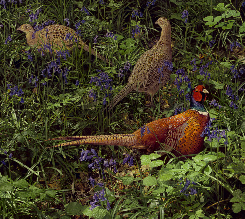 Pheasants in Bluebells