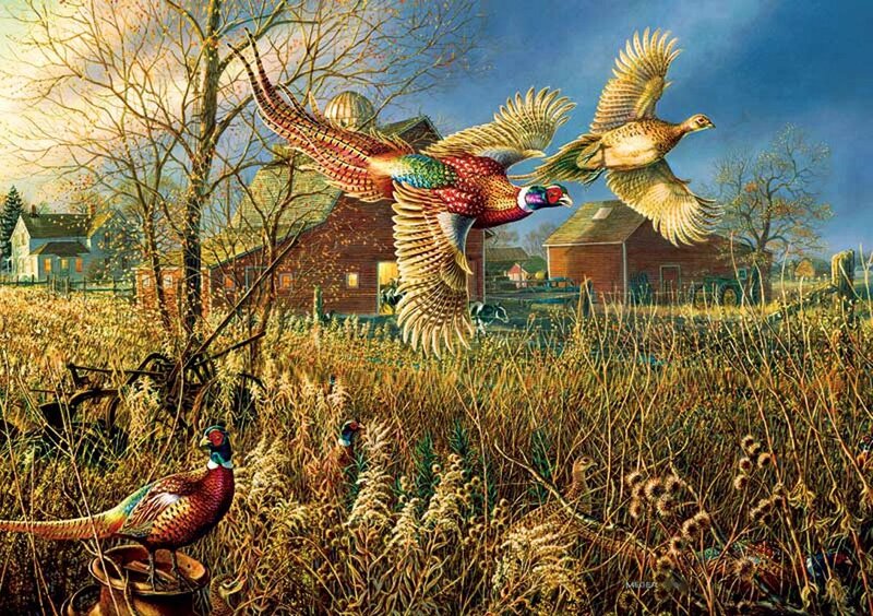 Pheasants in Field — Brown, Dramatic, Autumn