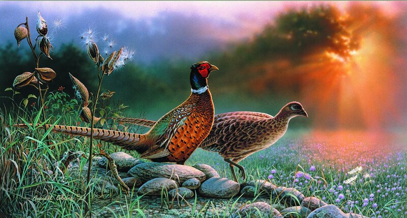 Pheasants in Field — Green