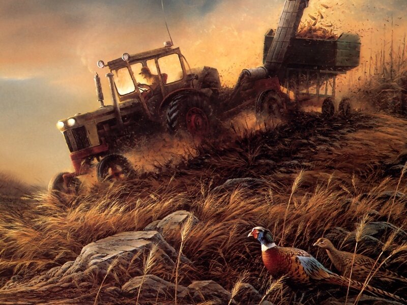 Pheasants in Field