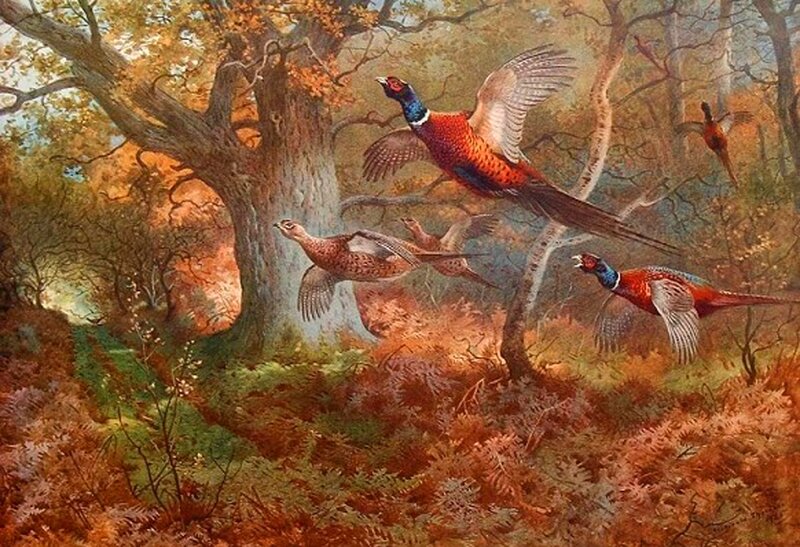 Pheasants in Flight — Brown