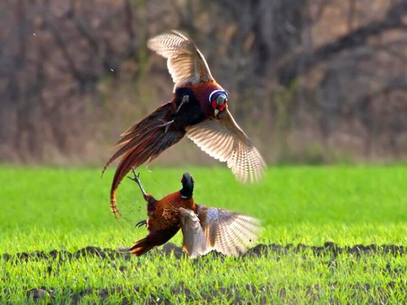Pheasants in flight