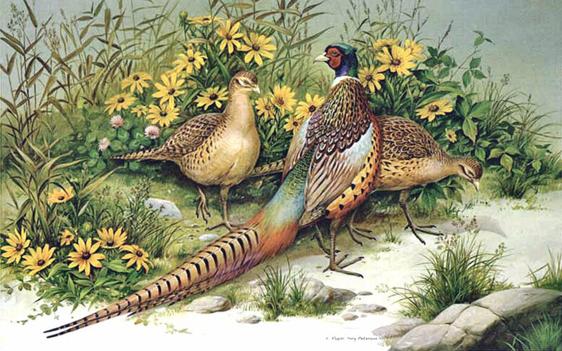Pheasants in Garden