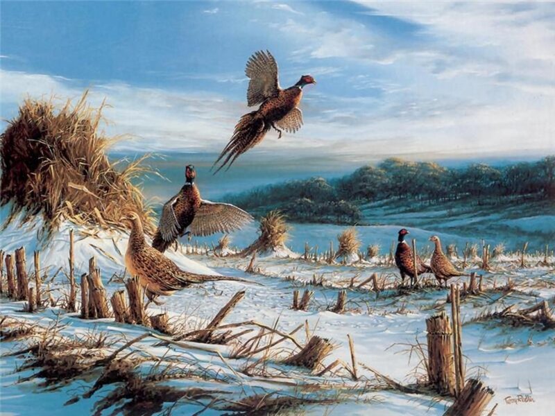 Pheasants in Snow — Blue