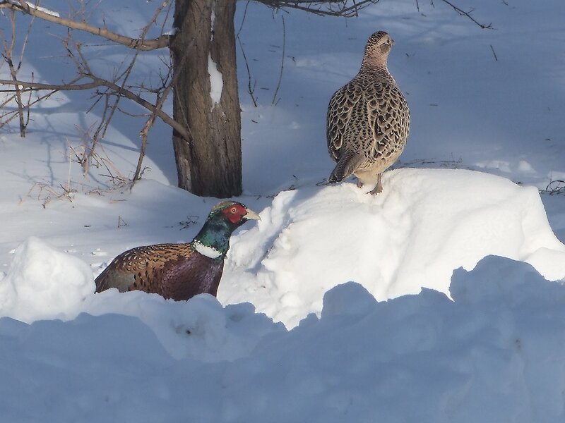 Pheasants in Snow