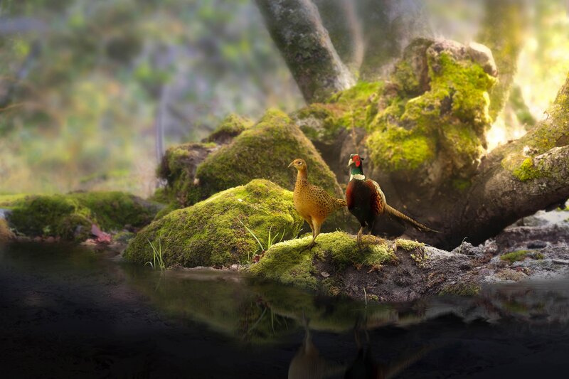 Pheasants on Mossy Rock
