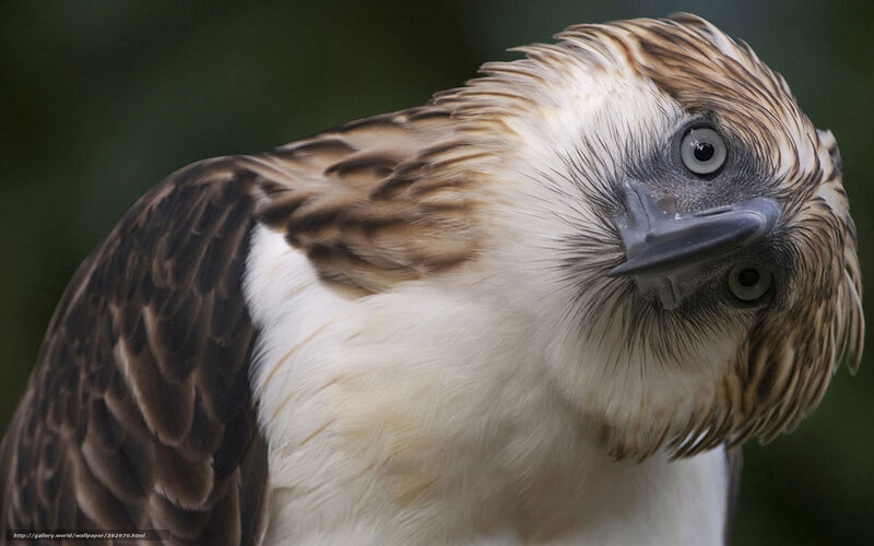 Philippine Eagle — Brown, Intense, Photograph, Bird, Beak, Eye