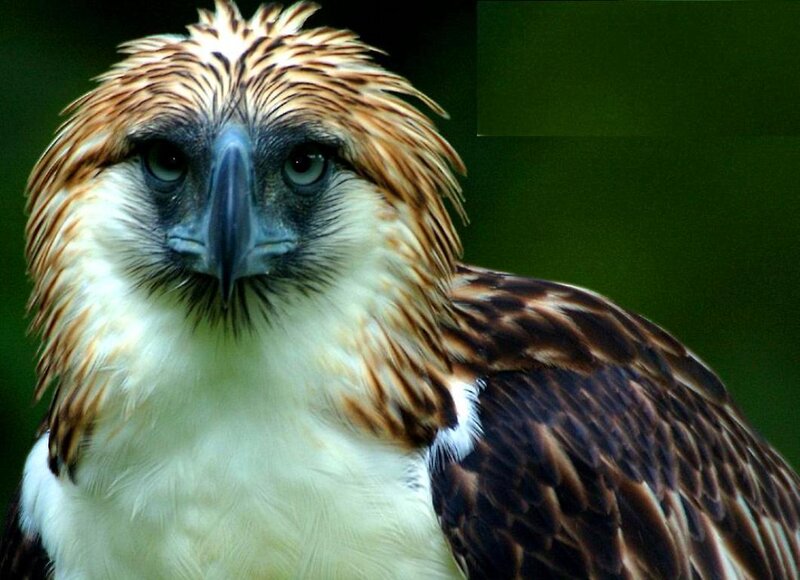 Philippine Eagle — Brown, Intense, Photograph, Bird, Beak, Eyes