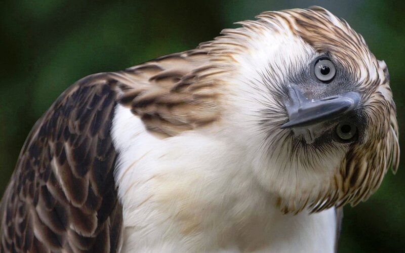 Philippine Eagle — Brown, Intense, Photograph, Bird, Beak