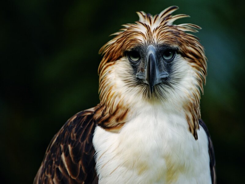 Philippine Eagle — Brown, Intense, Photograph, Bird, Feathers
