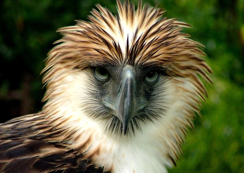Philippine Eagle — Brown, Intense, Photograph, Bird