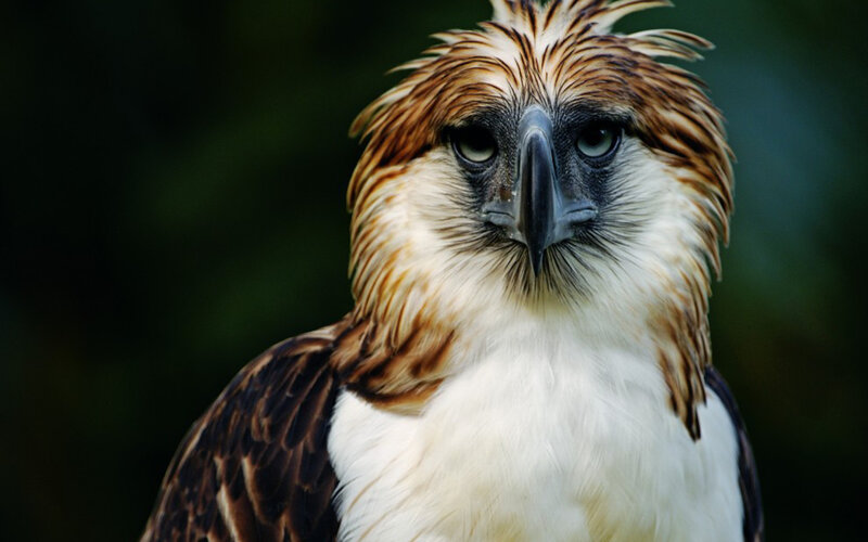 Philippine Eagle — Brown, Intense, Photograph