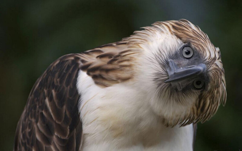 Philippine Eagle — Brown, Intense