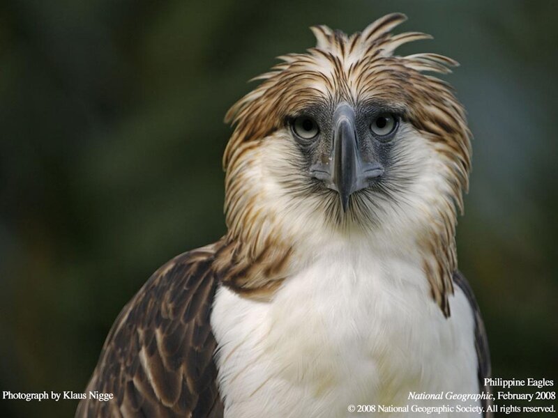 Philippine Eagle close-up