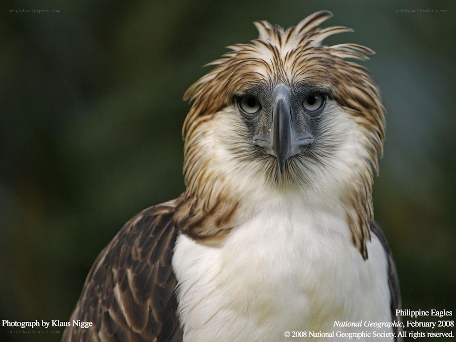Philippine Eagle close-up