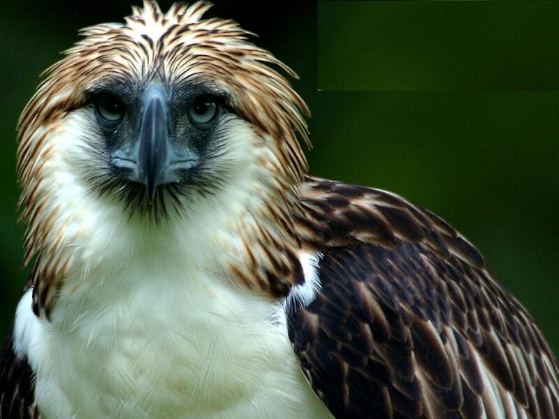 Philippine eagle close-up