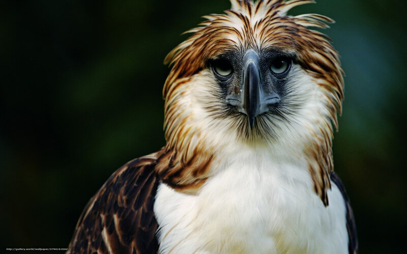 Philippine eagle close-up