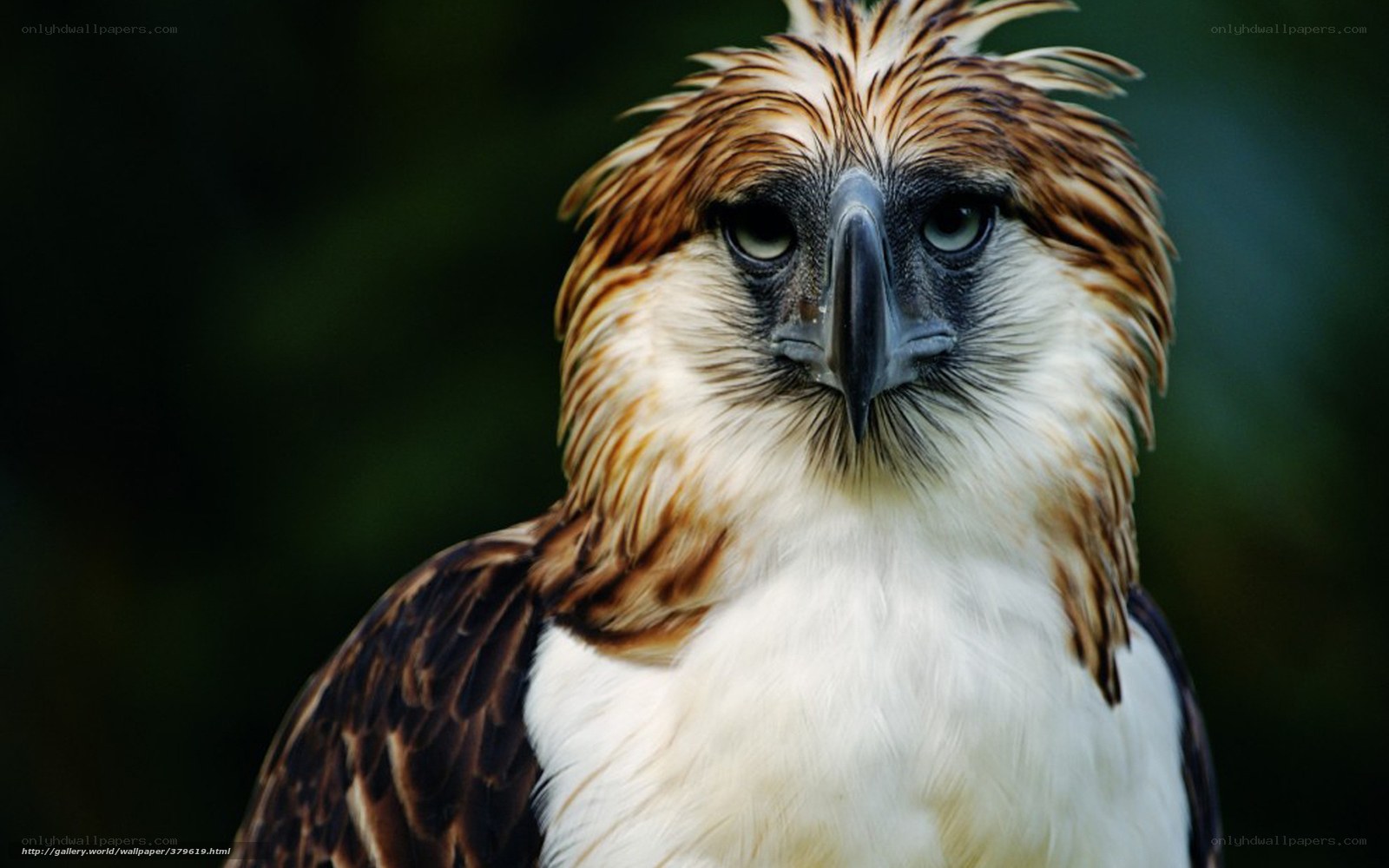 Philippine eagle close-up