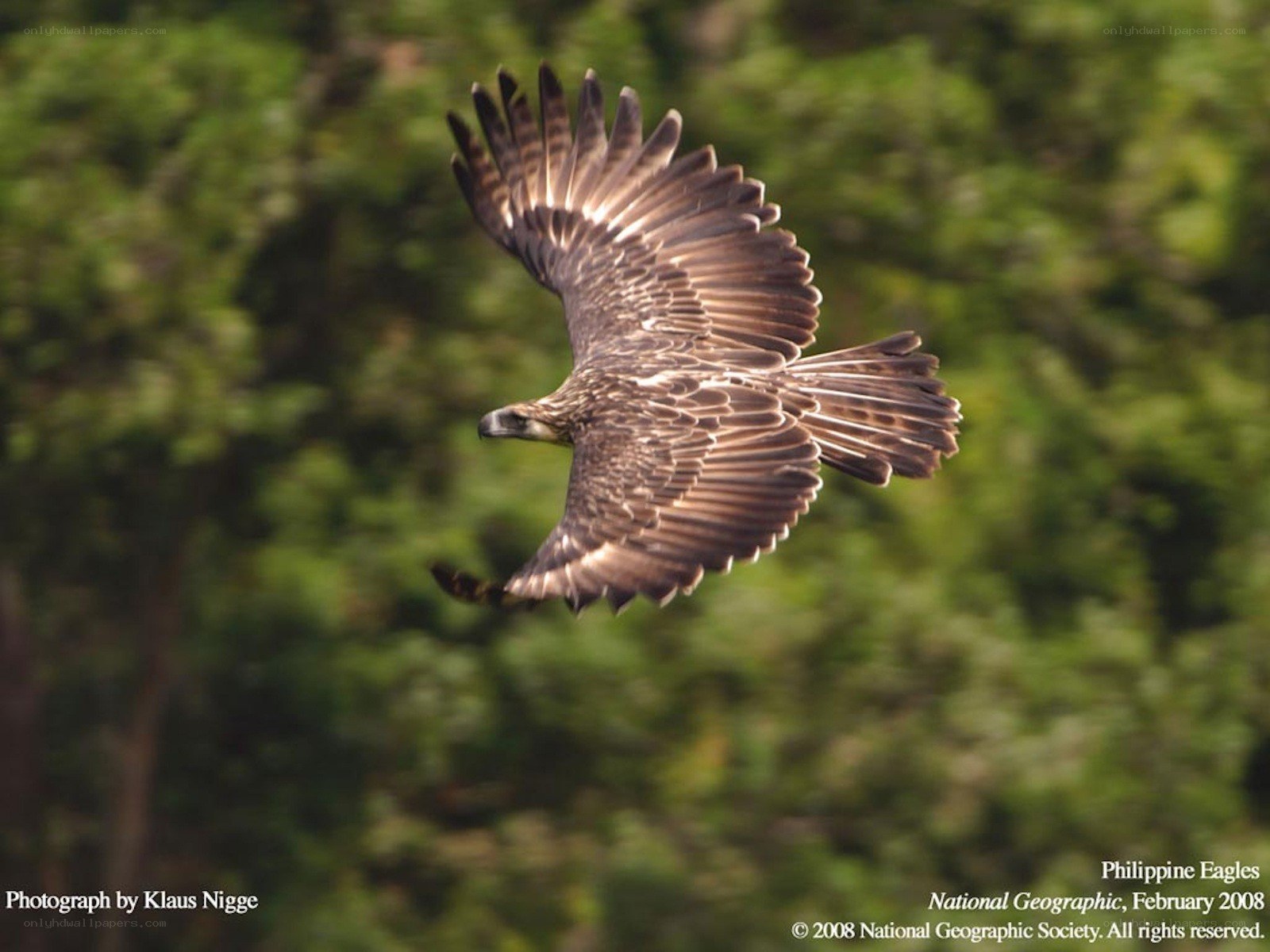 Philippine Eagle in Flight