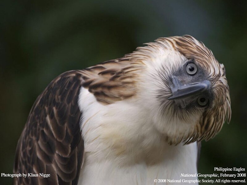 Philippine Eagle — Intense