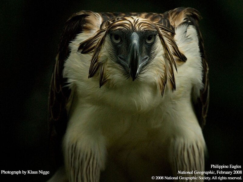 Philippine Eagle Portrait