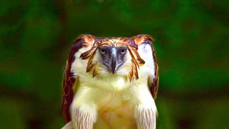 Philippine Eagle — White
