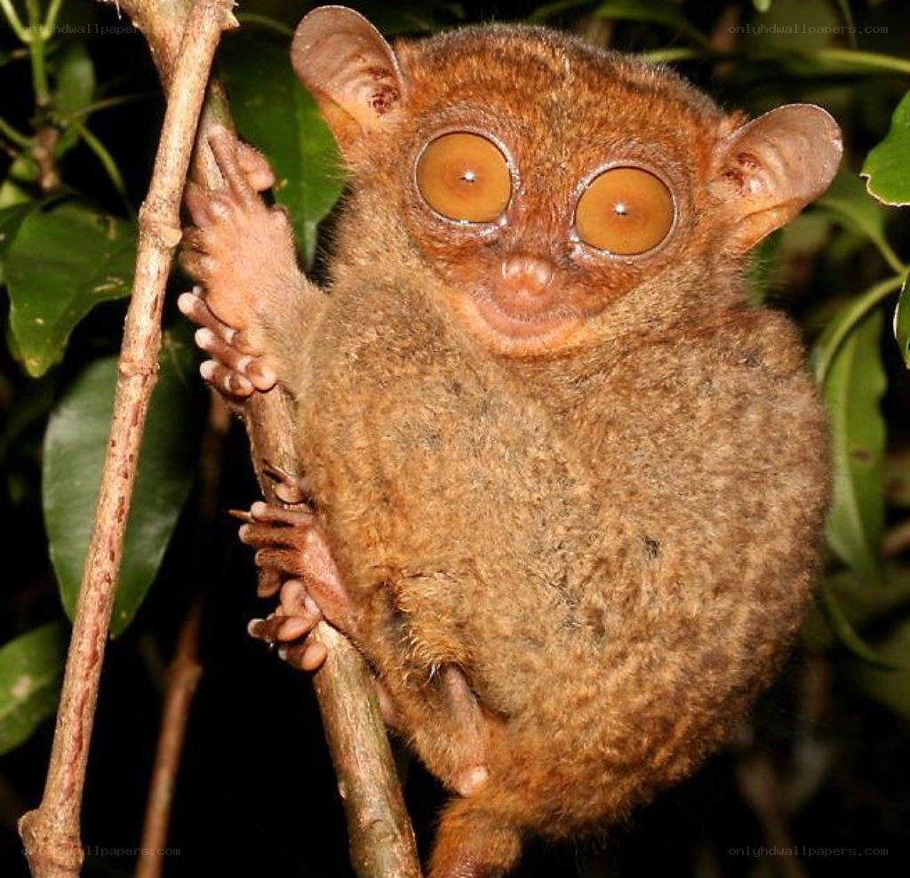 Philippine tarsier on a branch