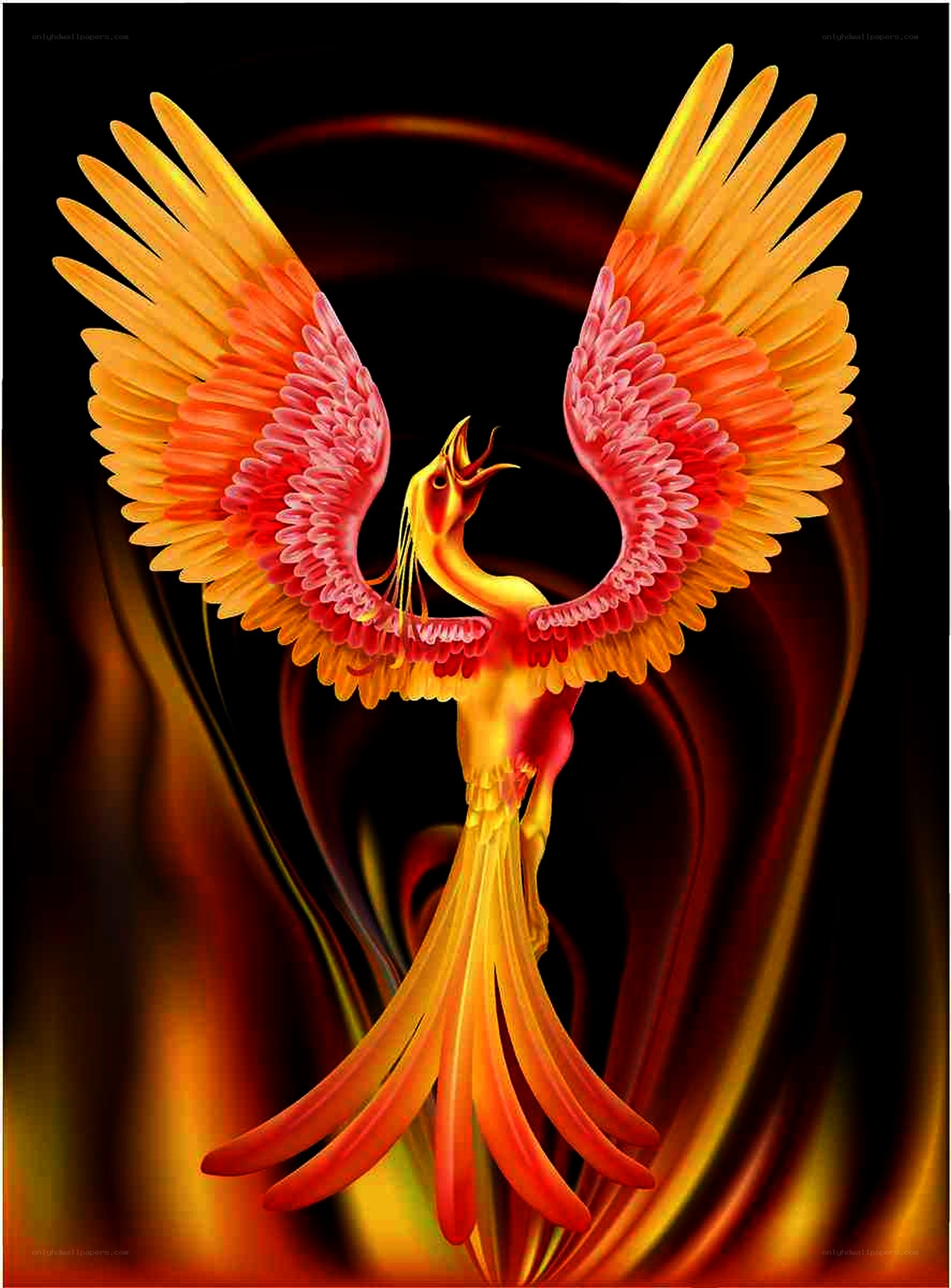 Phoenix rising in fire