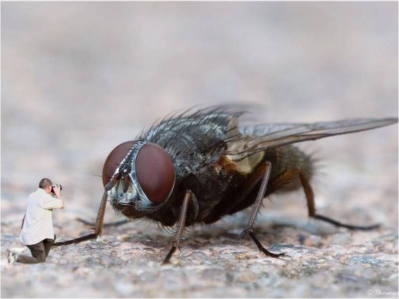 photographer taking picture of a fly