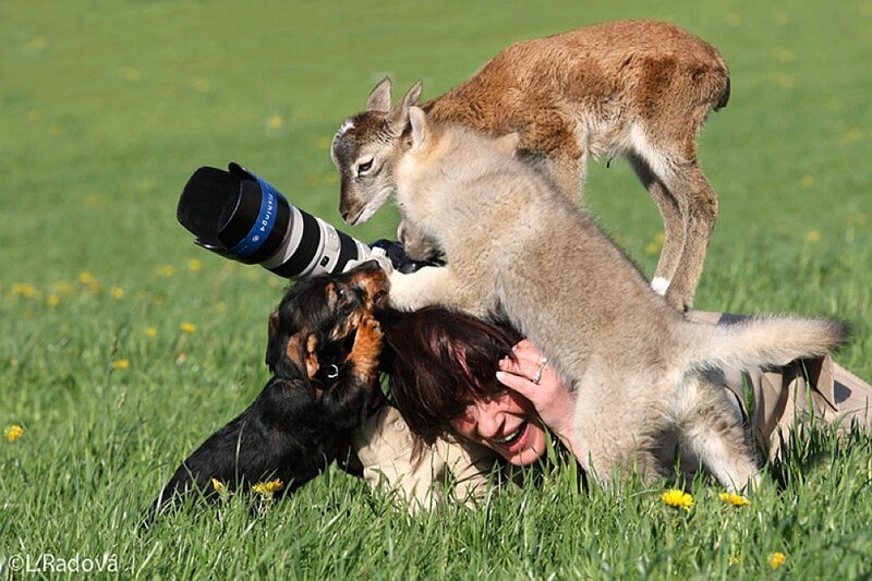 Photographer with Animals