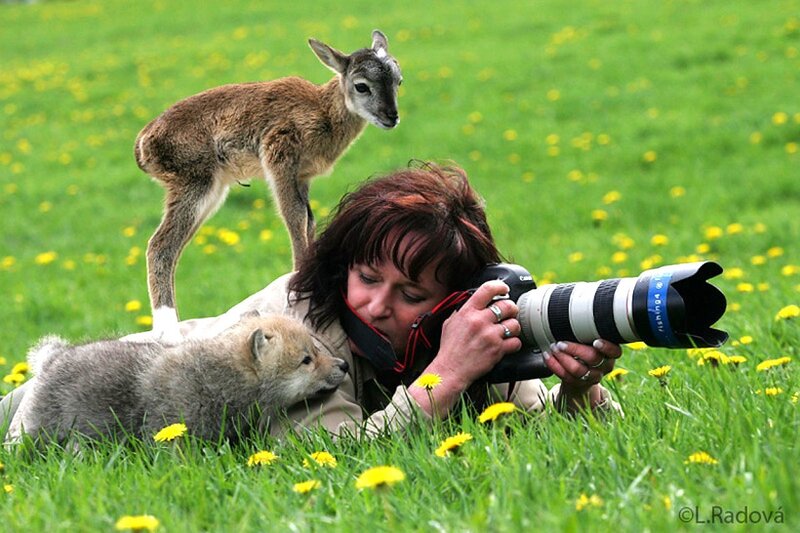 Photographer with baby animals