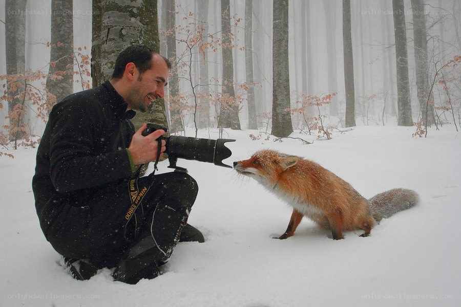 Photographer with fox in snow