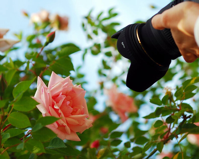 Photographing a pink rose