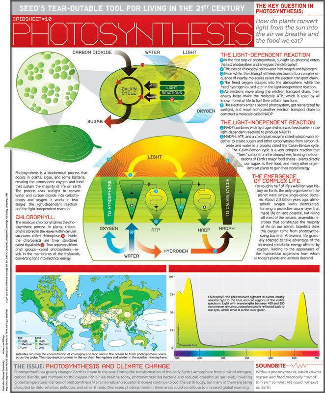 Photosynthesis in the 21st century