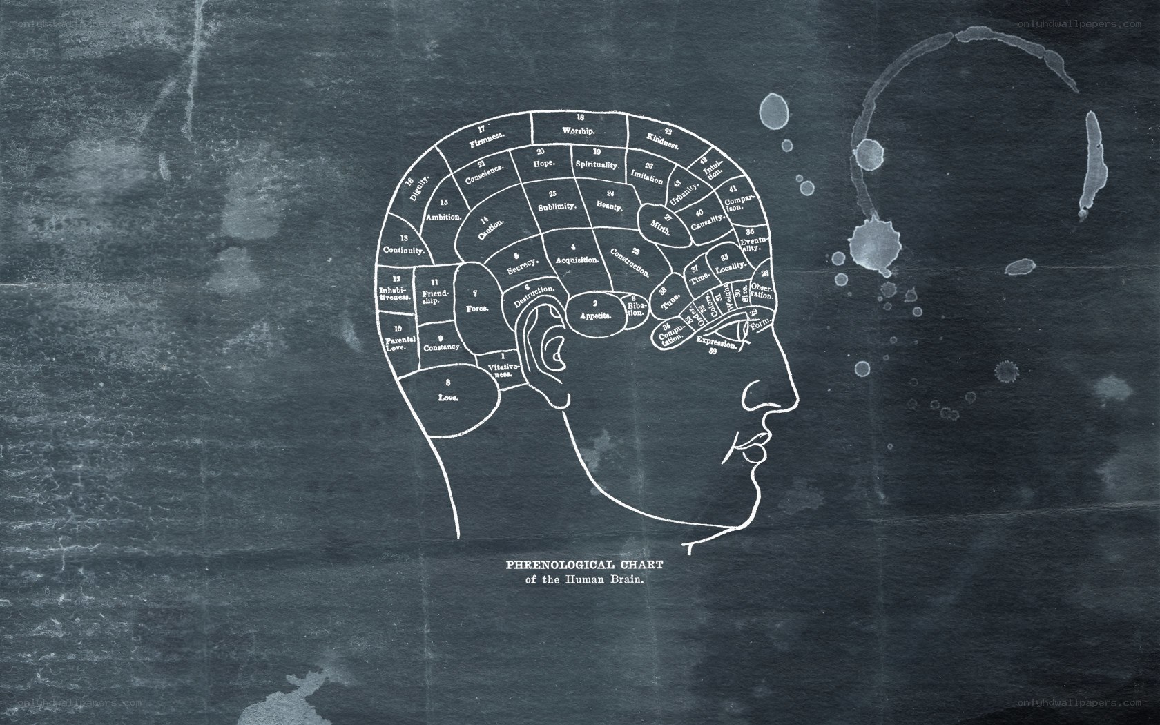 Phrenological chart of the human brain